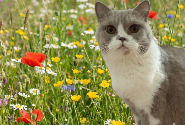 Gemini_Generated_Image_2oq5qh2oq5qh2oq5